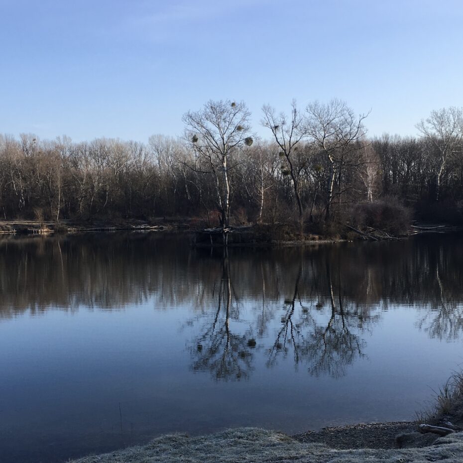 ein Teich im Winter, am vorderen Bildrand Raureif auf der Wiese, im Hintergrund kahle Birken mit Misteln in den Zweigen. Die Sonne scheint.
