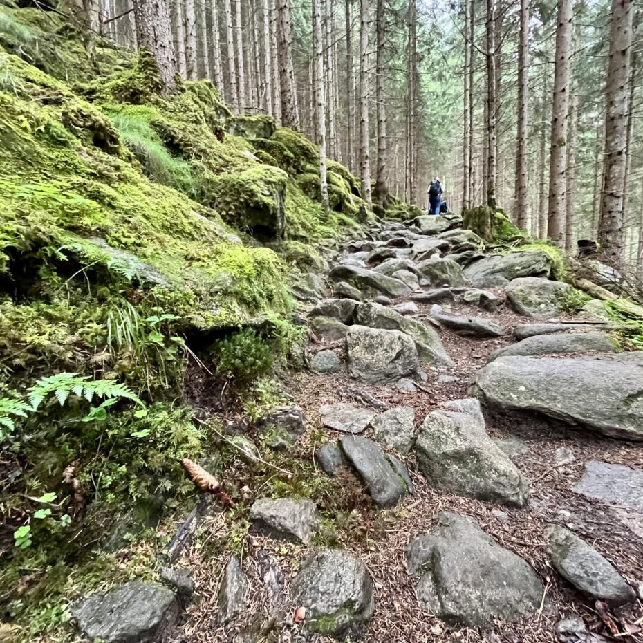 Weg führt über grobe Steine durch einen Fichtenwald. Neben dem Weg bedeckt Moos den steilen Waldboden.