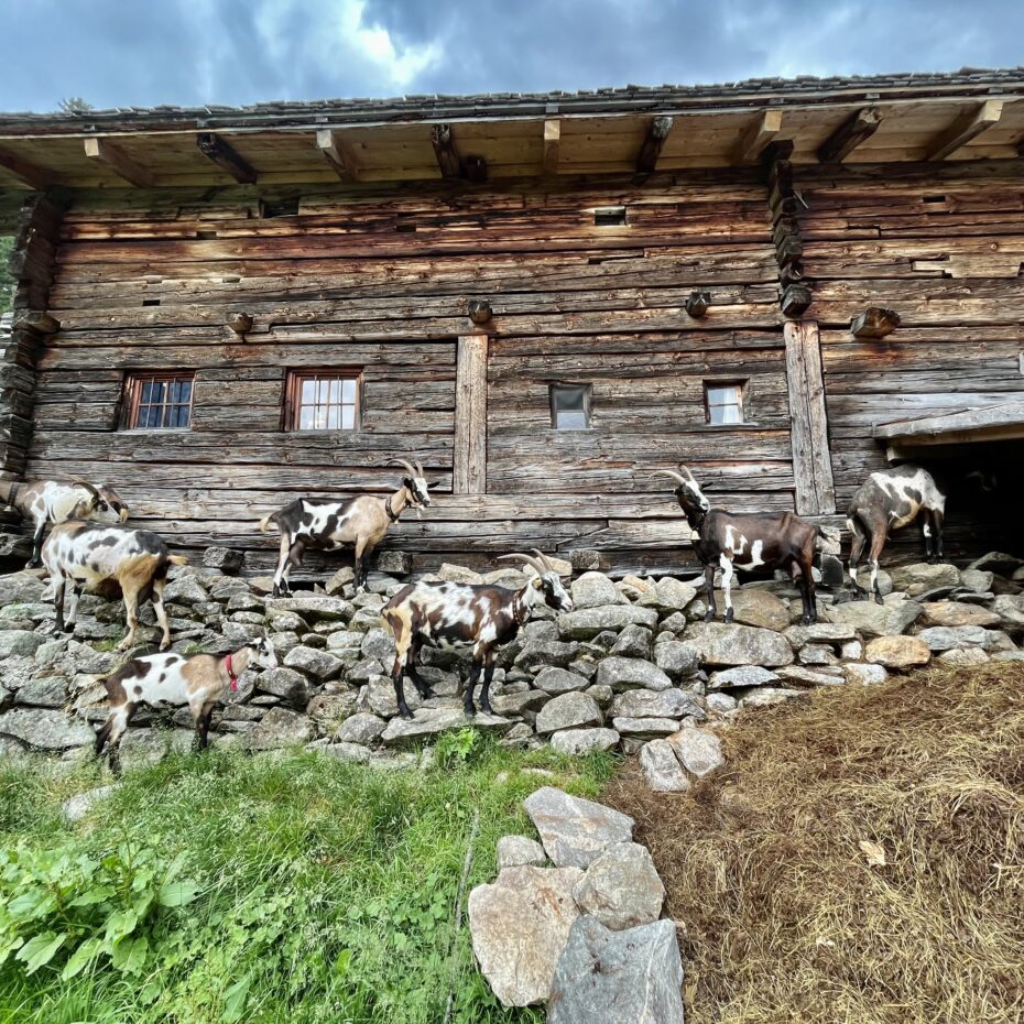 Neun gescheckte Ziegen stehen auf einer Steinmauer, dem Fundament der daraufstehenden Almhütte aus Holz.